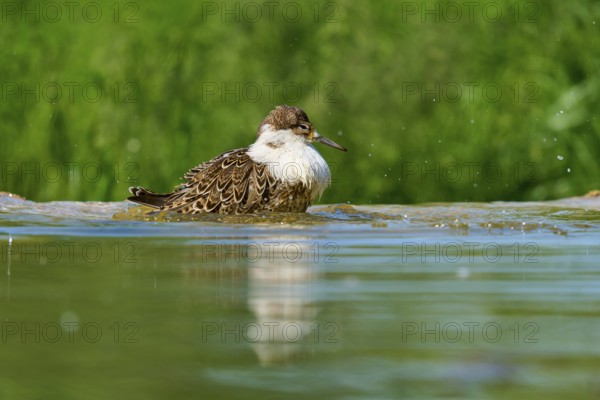 Bird swimming in the water, water droplets flying in the air, Ruff (Calidris pugnax), Spring, France