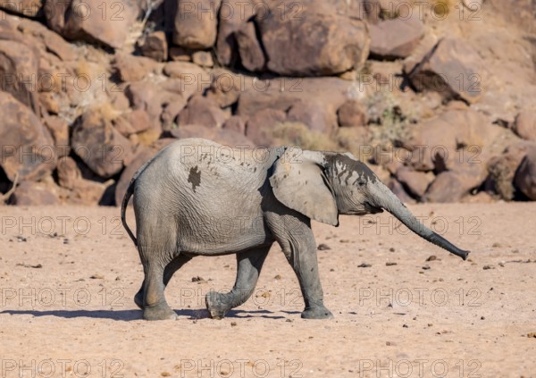 Juvenile African elephant (Loxodonta africana), desert elephant, near the Hoanib River, Damaraland, Kunene region, Namibia