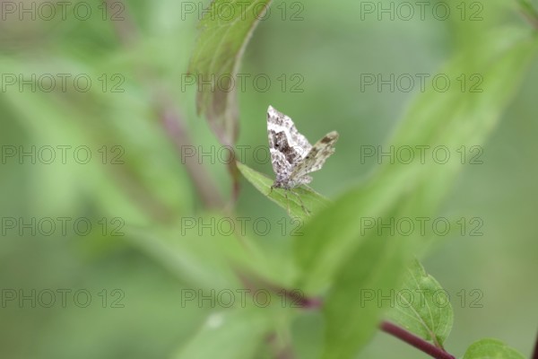 Grey-banded lacewing (Epirrhoe alternata), moth, leaves, The butterfly sits hidden on a leaf in the meadow