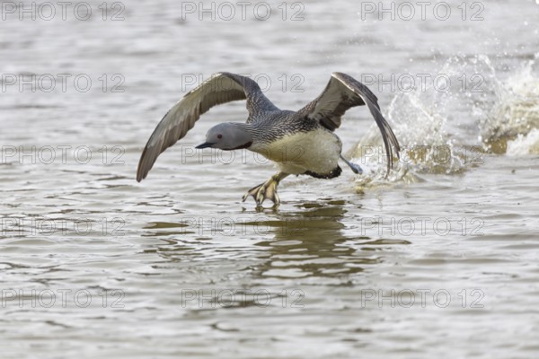 Red-throated diver (Gavia stellata) taking off on the water, Aventdalen, Longyearbyen, Spitsbergen, Svalbard