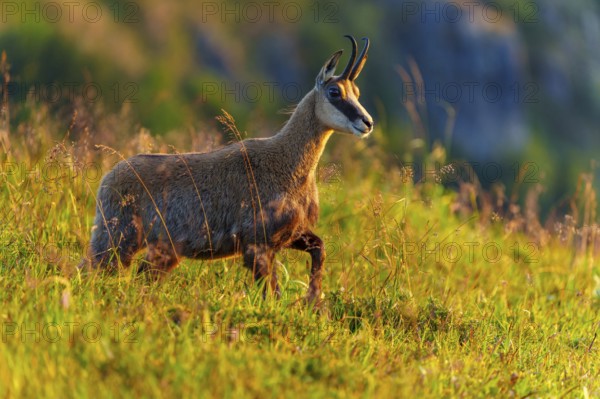 A chamois stands attentively in a grassy mountain landscape at dusk, chamois, chamois, (Rupicapra rupicaprae), wildlife, Vosges, France