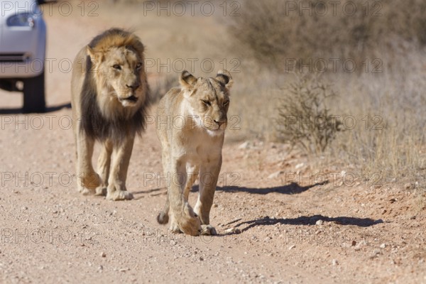 African lions (Panthera leo), two adults, male and female, walking on a dirt road, followed by an off-road vehicle, Kgalagadi Transfrontier Park, Northern Cape, South Africa