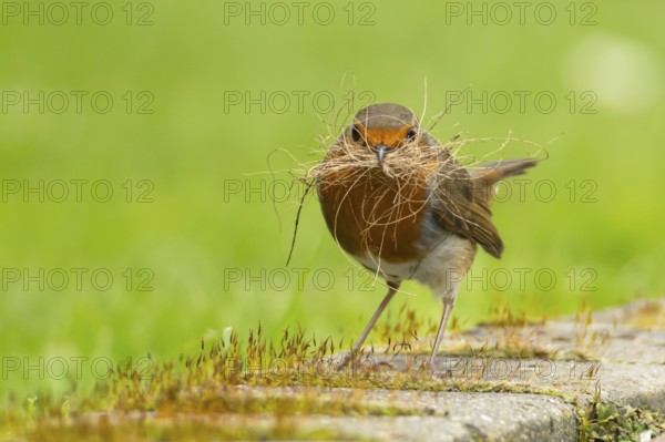 European robin (Erithacus rubecula) adult bird in an urban garden with nesting material in its beak in springtime, England, United Kingdom