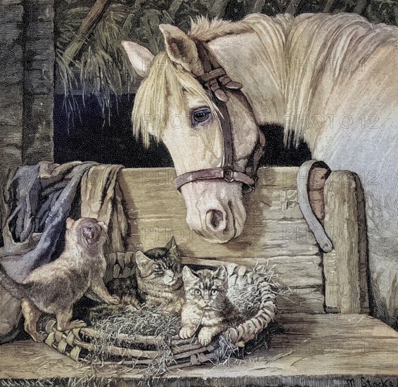 Kittens and a horse as friends, young cats and a white horse in a stable, Illustration from 1894, Reproduction, digitally enhanced, Historical