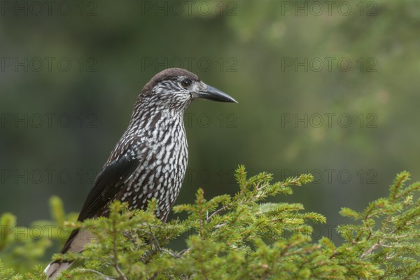 Spotted Nutcracker (Nucifraga caryocatactes), Grisons, Switzerland