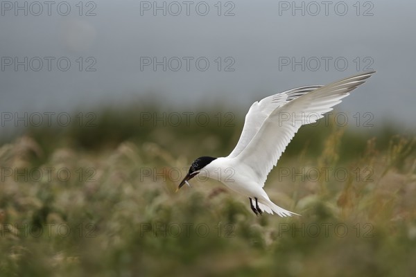Sandwich Tern (Thalasseus sandvicensis) flying with fish in its beak, Farne Islands, United Kingdom