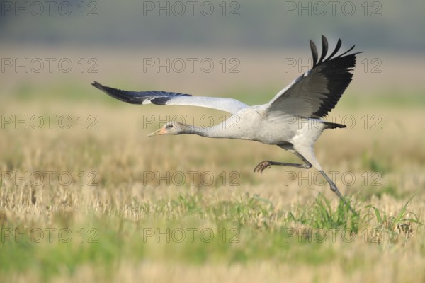 Common Crane (Grus grus) juvenile, Mecklenburg-Western Pomerania, Germany