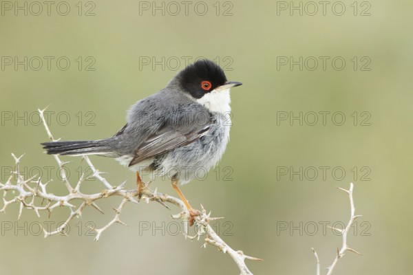 Sardinian Warbler (Sylvia melanocephala) male, Mallorca, Spain
