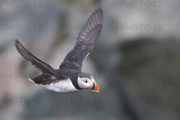 Atlantic Puffin (Fratercula arctica) flying, Newfoundland, Canada