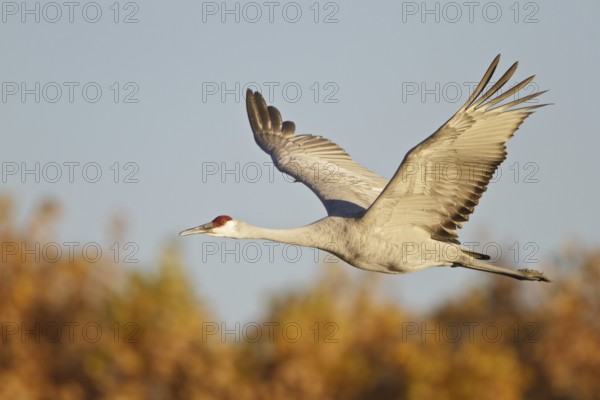 Sandhill Crane (Antigone canadensis) flying, New Mexico, USA