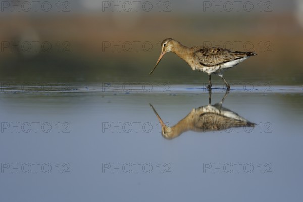 Black-tailed Godwit (Limosa limosa) foraging, Seville, Spain