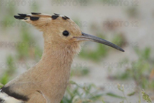 Eurasian Hoopoe (Upupa epops), Rhineland-Palatinate, Germany