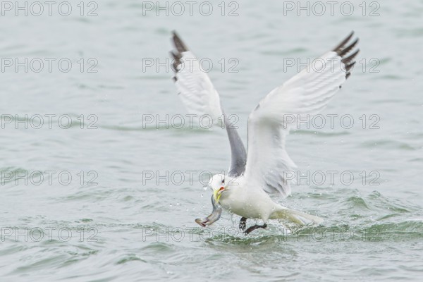 Black-legged Kittiwake (Rissa tridactyla) feeding in the ocean near Nome, Alaska