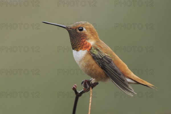 Rufous Hummingbird (Selasphorus rufus) male, British Columbia, Canada