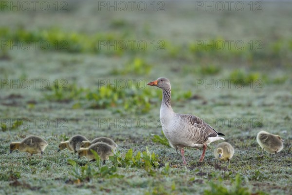 Greylag Goose (Anser anser) with chicks, Netherlands
