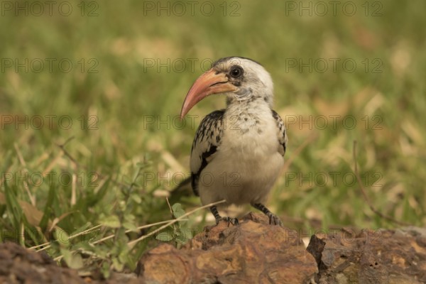 Western Red-billed Hornbill (Tockus kempi), Gambia