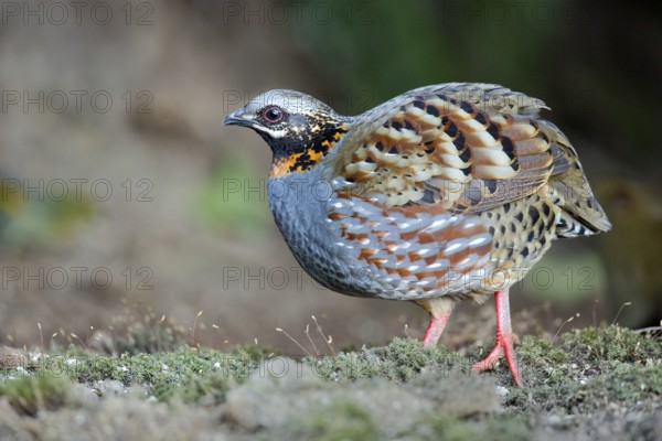 Rufous-throated Partridge (Arborophila rufogularis), Yunnan, China