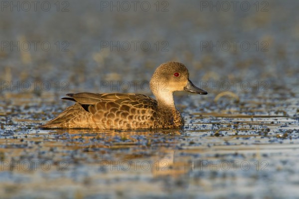 Grey Teal (Anas gracilis), Victoria, Australia