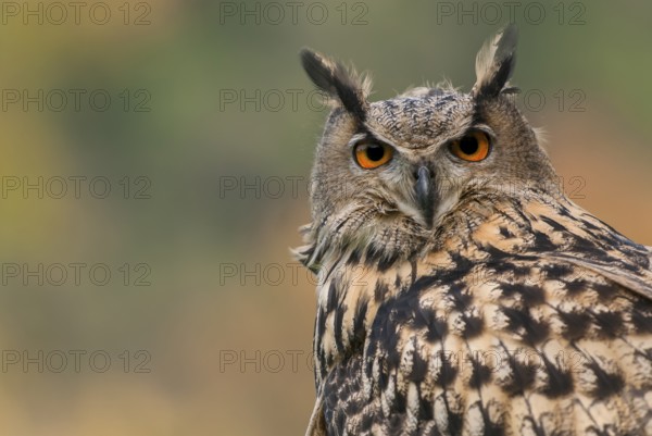 Eurasian Eagle-Owl (Bubo bubo) captive, Schwyz, Switzerland