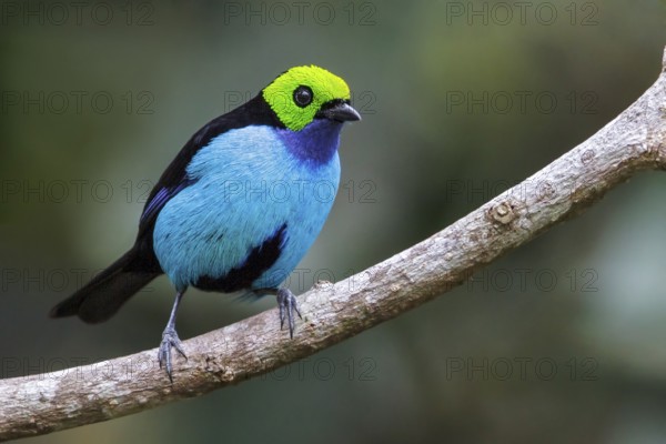 Paradise Tanager (Tangara chilensis) perched on a branch in Manu National Park, Peru