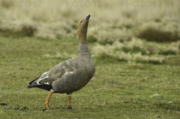 Ruddy-headed Goose (Chloephaga rubidiceps), Falkland Islands
