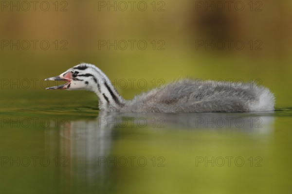 Great Crested Grebe (Podiceps cristatus) juvenile, North Rhine-Westphalia, Germany