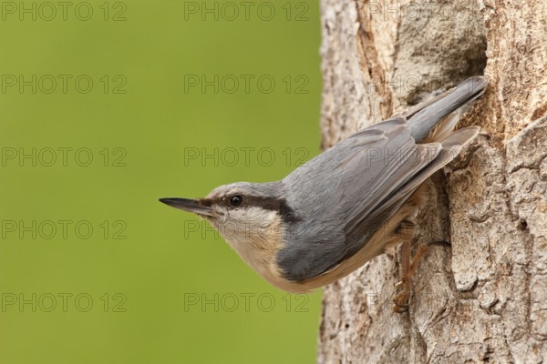 Eurasian Nuthatch (Sitta europaea), St. Gallen, Switzerland