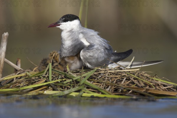 Whiskered Tern (Chlidonias hybrida) chick, Andalusia, Spain
