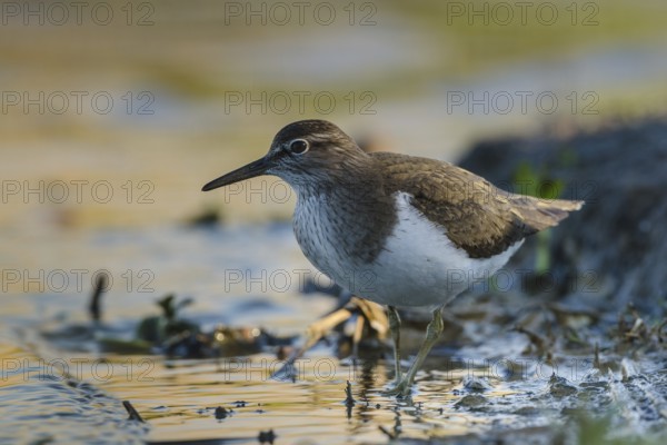 Common Sandpiper (Actitis hypoleucos), Schleswig-Holstein, Germany