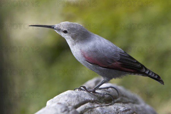 Wallcreeper (Tichodroma muraria), Alps, Austria