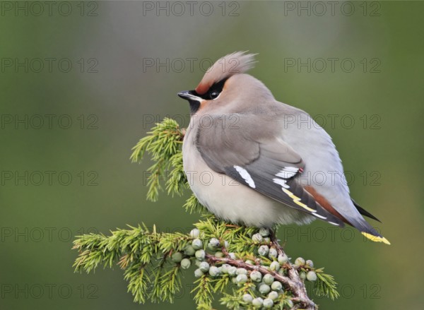 Bohemian Waxwing (Bombycilla garrulus), Hordaland, Norway