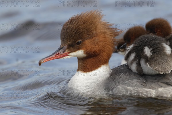 Common Merganser (Mergus merganser) female with chicks, Bavaria, Germany