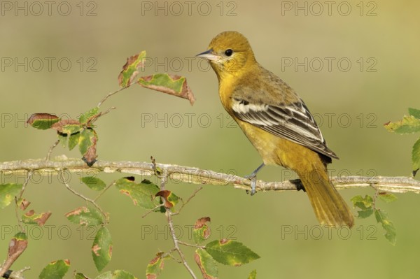 Baltimore Oriole (Icterus galbula) female, Texas, USA