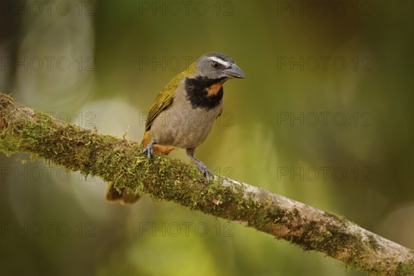 Buff-throated Saltator, Saltator maximus, exotic bird sitting on the branch in the green forest. Tropic tanager in the nature habitat at Costa Rica, Central America