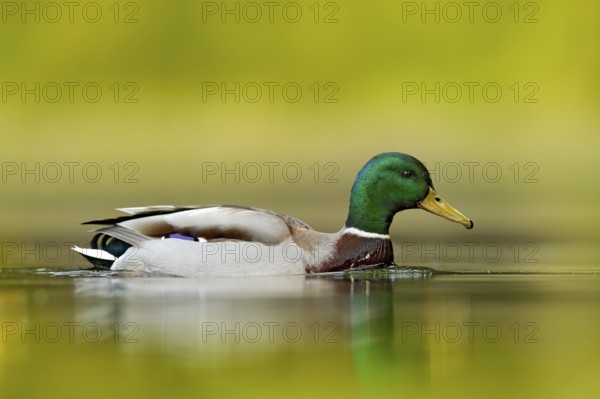 Water bird Mallard, Anas platyrhynchos, with reflection in the water. Bird in the green river, Germany. Wildlife scene from nature