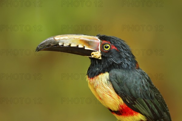 Portrait of toucan. Collared Aracari, Pteroglossus torquatus, bird with big bill. Toucan sitting on the branch in the forest, Costa Rica. Nature bird travel in central America. Close-up portrait