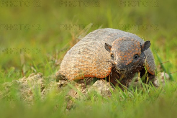 Six-Banded Armadillo, Yellow Armadillo, Euphractus sexcinctus, Pantanal, Brazil. Wildlife scene from nature. Funny portrait of Armadillo, face portrait, hidden in the grass. Wildlife of South America