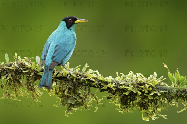 Green Honeycreeper, Chlorophanes spiza, exotic tropic malachite green and blue bird form Costa Rica. Tanager from tropic forest. Close-up portrait of nice animal in habitat. Detail of beautiful bird