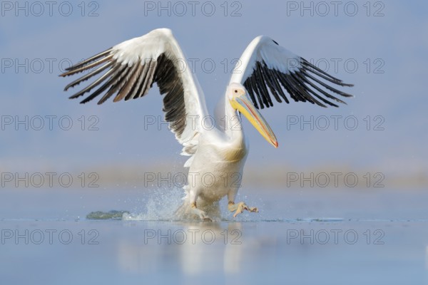 Dalmatian pelican, Pelecanus crispus, landing in Lake Kerkini, Greece. Pelican with open wings. Wildlife scene from European nature. Bird start in the water