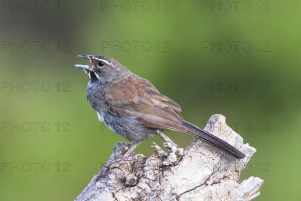 Five-striped Sparrow Amphispiza quinquestriata Santa Rita Mountains, Santa Cruz County, Arizona, United States 6 September Adult Emberizidae