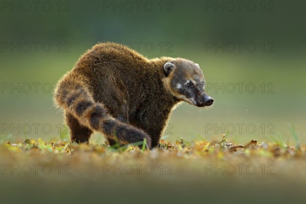 South American Coati, Nasua nasua, beautiful sun light. Coati nature habitat, Pantanal, Brazil Animal from tropic forest. Wildlife scene from the nature. Animal in yellow and grass, dark background
