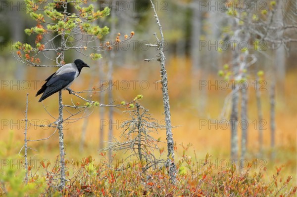 Hooded Crow, Corvus cornix, in orange forest leaves. Bird with orange fall down leaves and morning sun during orange autumn. Crow in the nature habitat. Small pine trees with wild black and grey bird