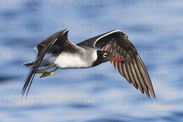 White-eyed Gull (Ichthyaetus leucophthalmus) flying, Eilat, Israel