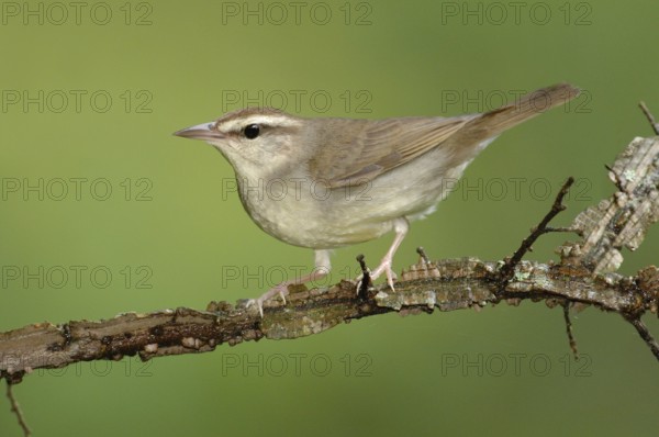 Swainson's Warbler (Limnothlypis swainsonii), Texas, USA