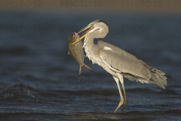 Grey Heron (Ardea cinerea), with fish in its beak, Oman