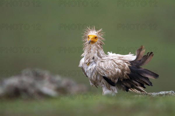 Egyptian Vulture (Neophron percnopterus), Castile-La Mancha, Spain