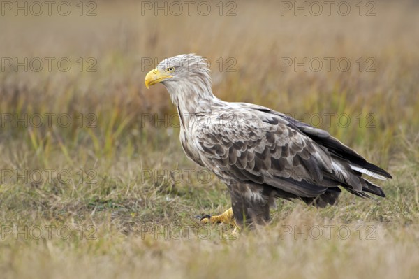 White-tailed Eagle (Haliaeetus albicilla), Poland