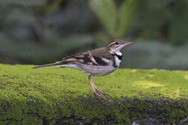 Forest Wagtail (Dendronanthus indicus), Malaysia