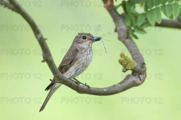 Spotted Flycatcher (Muscicapa striata), Lower Saxony, Germany