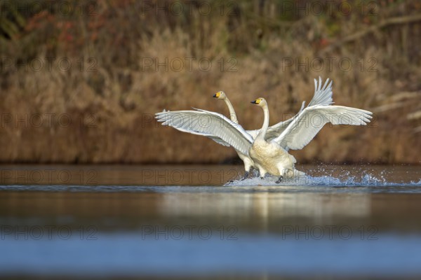Whooper Swan (Cygnus cygnus), Saxony-Anhalt, Germany